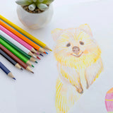 BAZIC 12 Colored Pencils, pack of 24