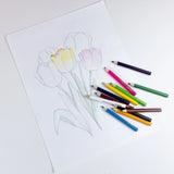 BAZIC 12 Mini Colored Pencils, Set for Art Drawing Sketching, 24-Pack